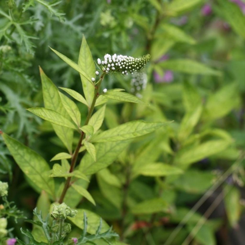 Lysimachia clethroides - Schnee-Felberich