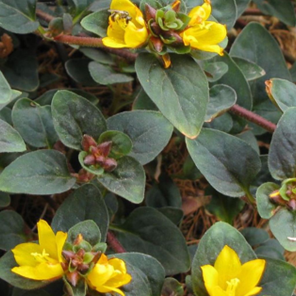 Lysimachia congestiflora Persian Chocolate - Lysimache