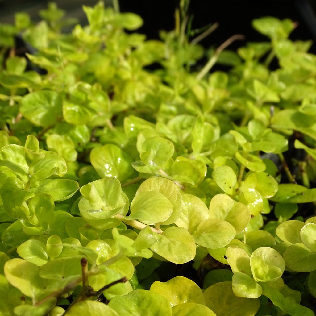 Lysimachia nummularia Aurea - Pfennigkraut