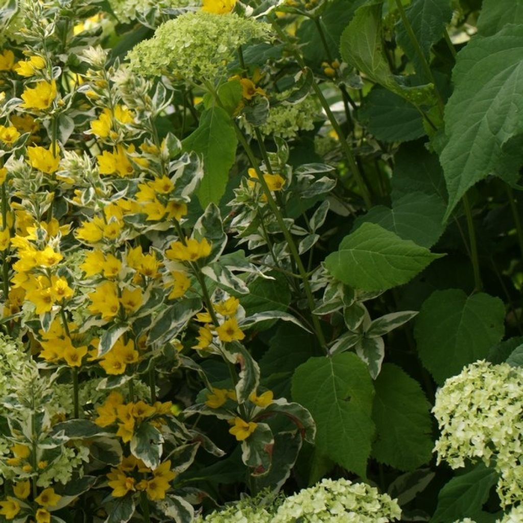 Lysimachia punctata Alexander - Gilbweiderich