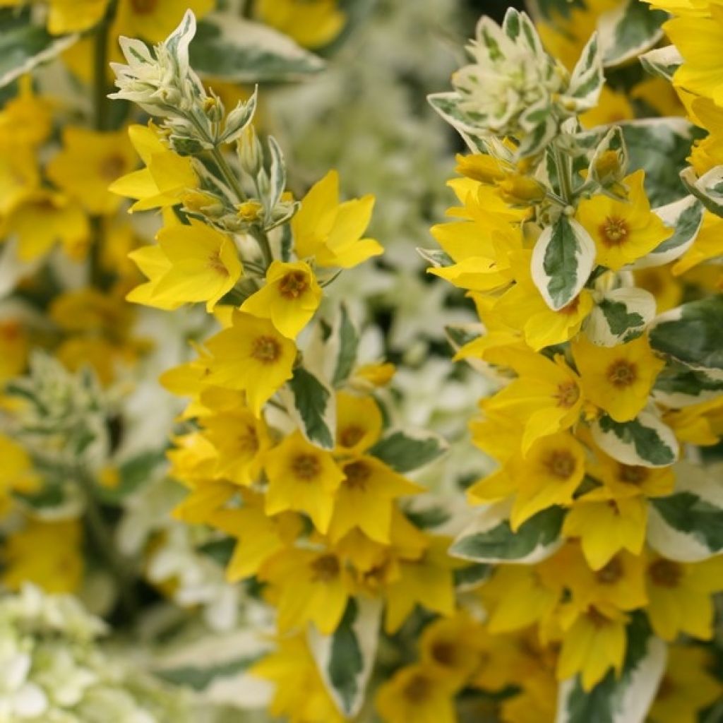 Lysimachia punctata Alexander - Gilbweiderich