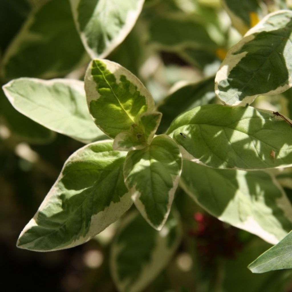 Lysimachia punctata Alexander - Gilbweiderich