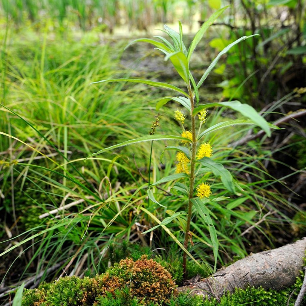 Lysimachia thyrsiflora - Straußblütiger Gilbweiderich