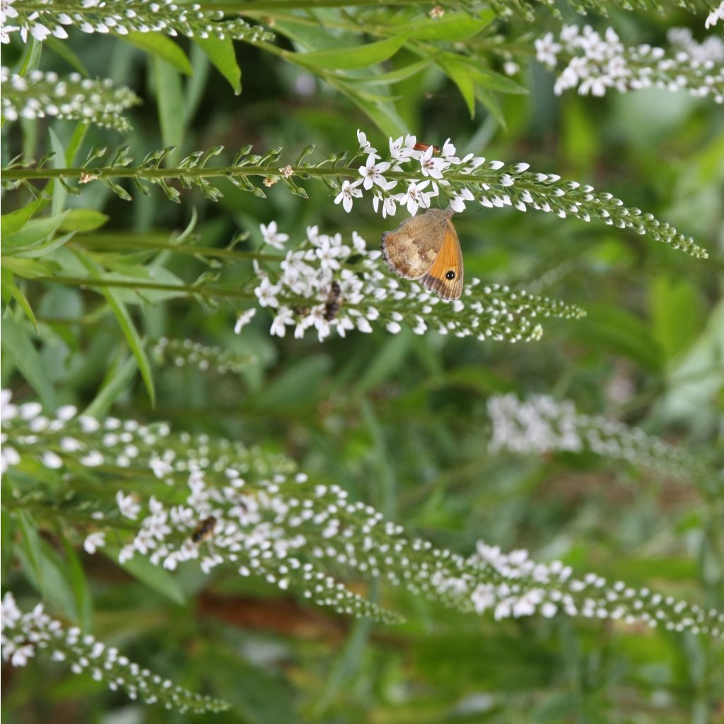 Lysimachia fortunei - Fortunes Felberich