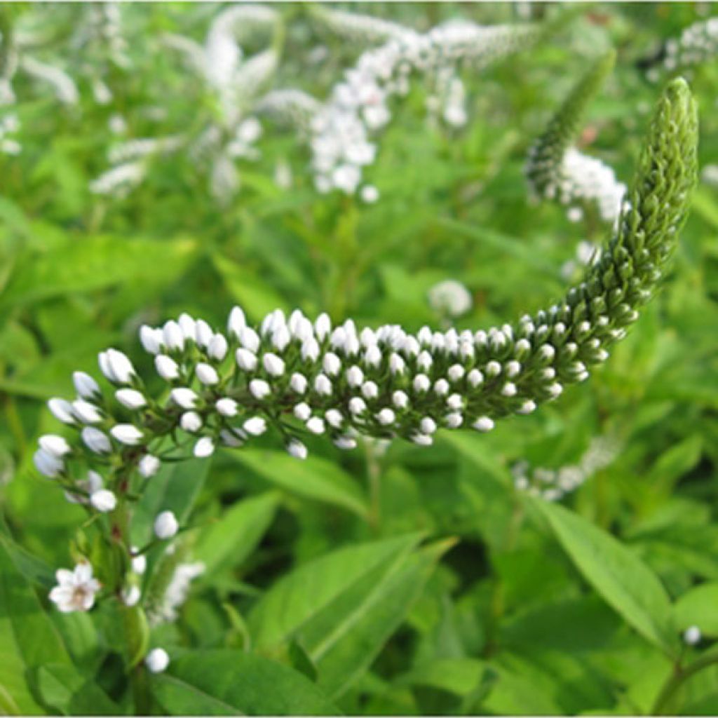 Lysimachia clethroides - Schnee-Felberich