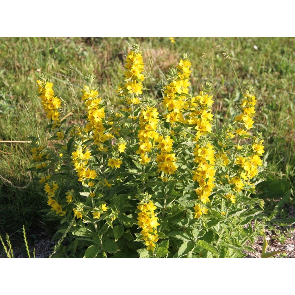 Lysimachia punctata - Gilbweiderich