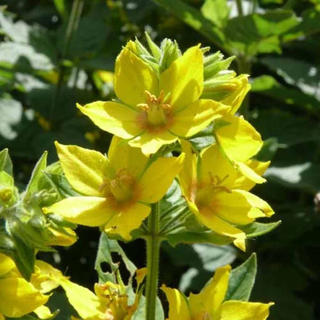 Lysimachia vulgaris - Gewöhnlicher Gilbweiderich