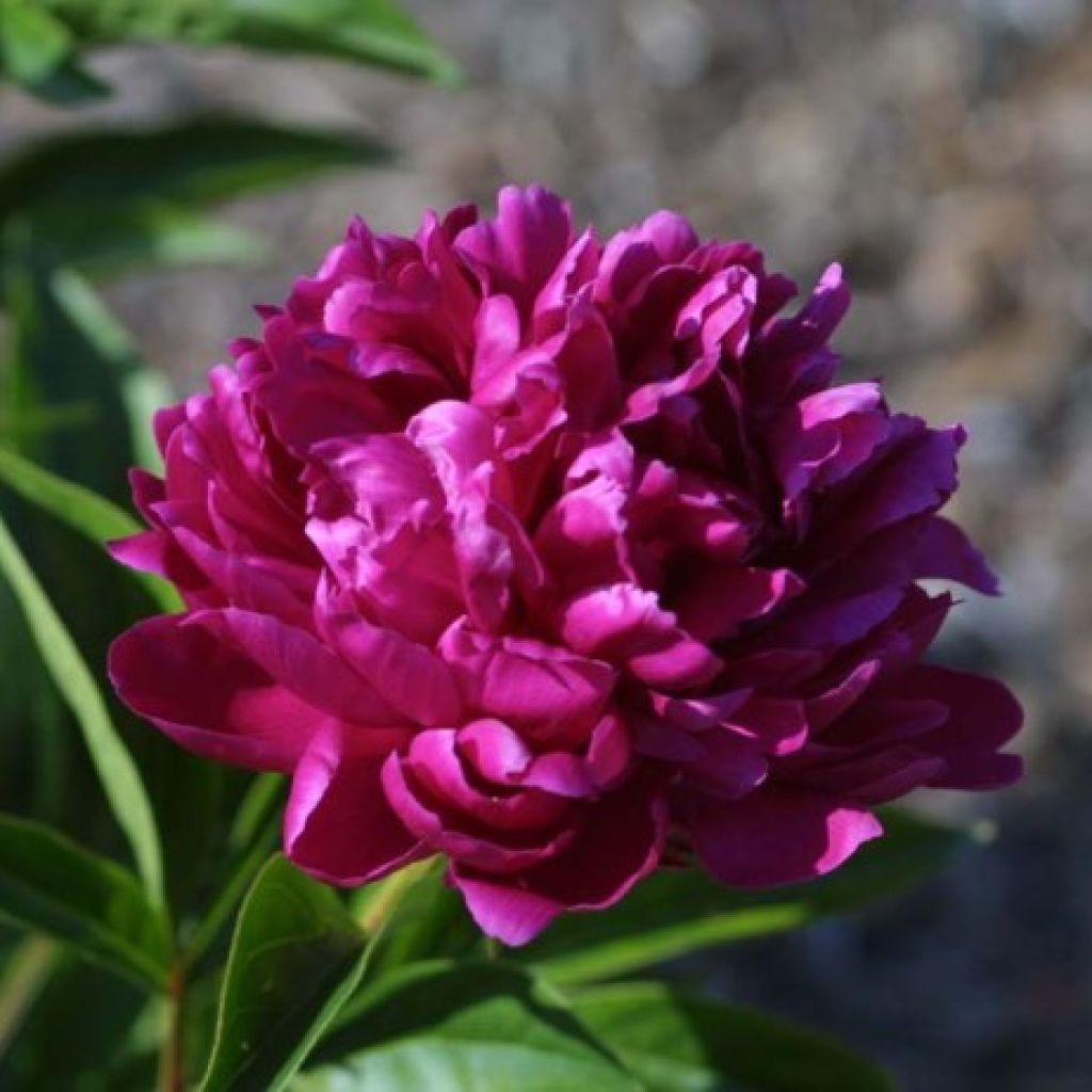 Pivoine lactiflora Françoise Ortegat