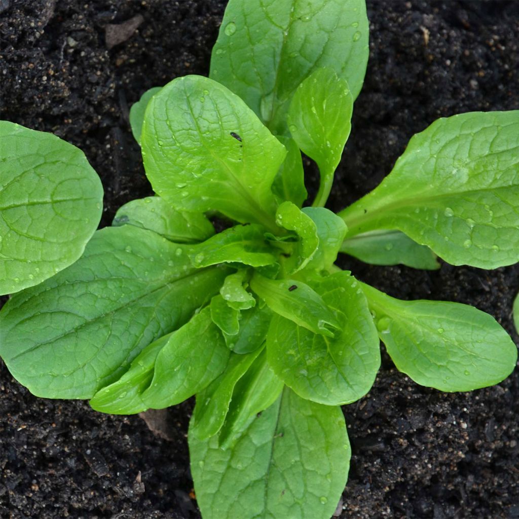 Gewöhnlicher Feldsalat Vit