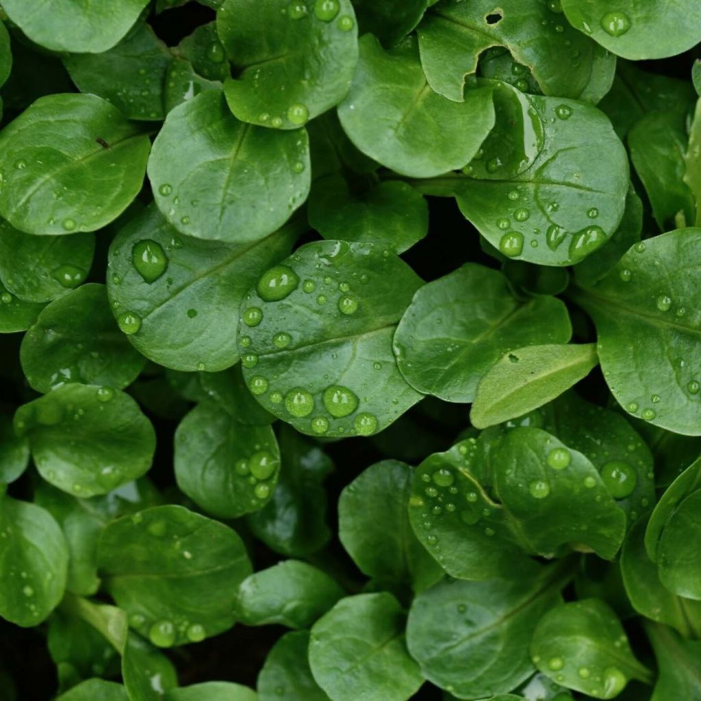 Gewöhnlicher Feldsalat Match