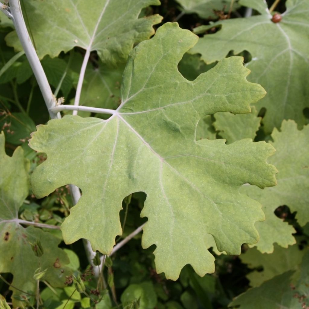 Macleaya cordata - Weißer Federmohn