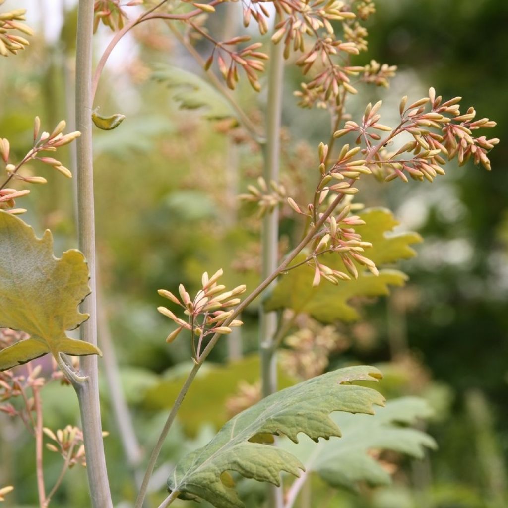 Macleaya cordata - Weißer Federmohn