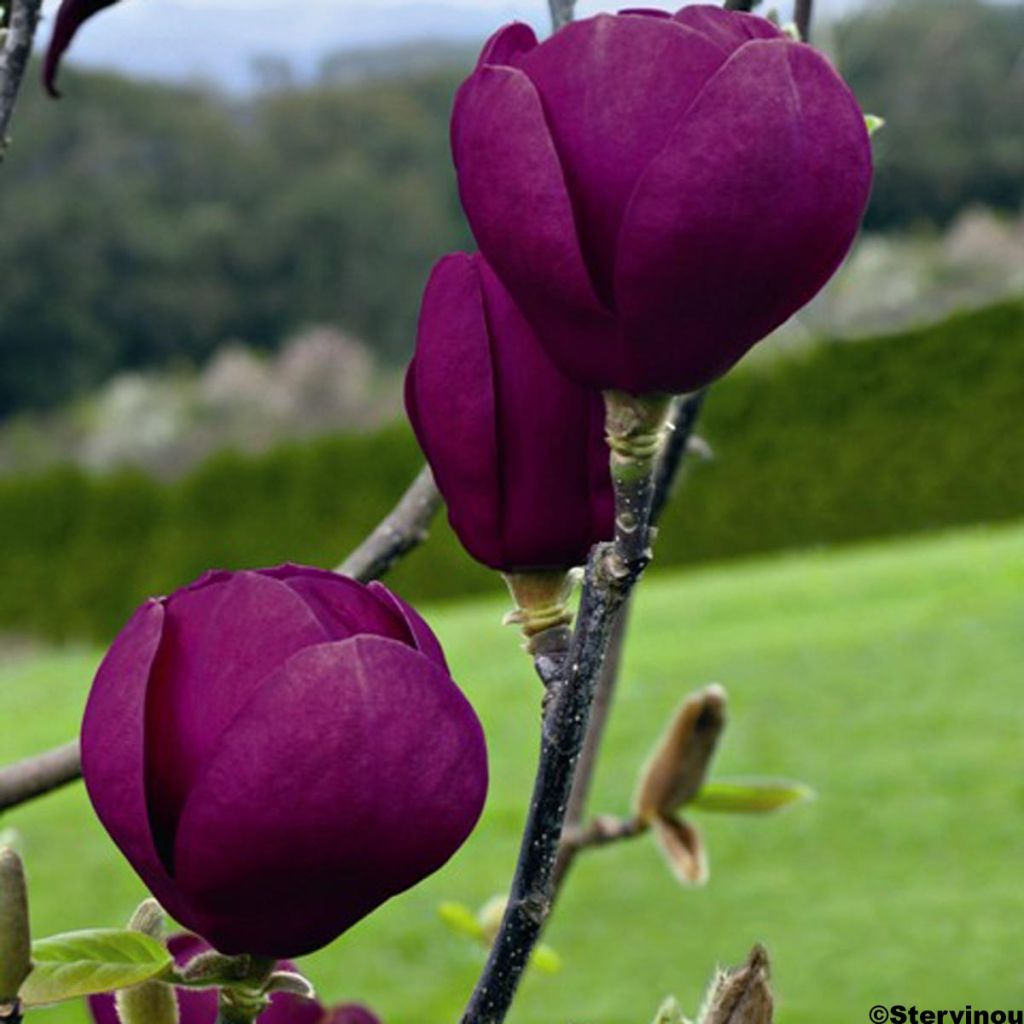 Magnolia Black Tulip - Magnolie