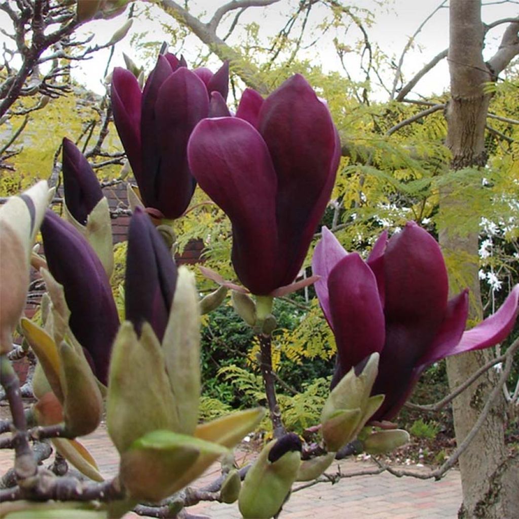 Magnolia Black Tulip - Magnolie