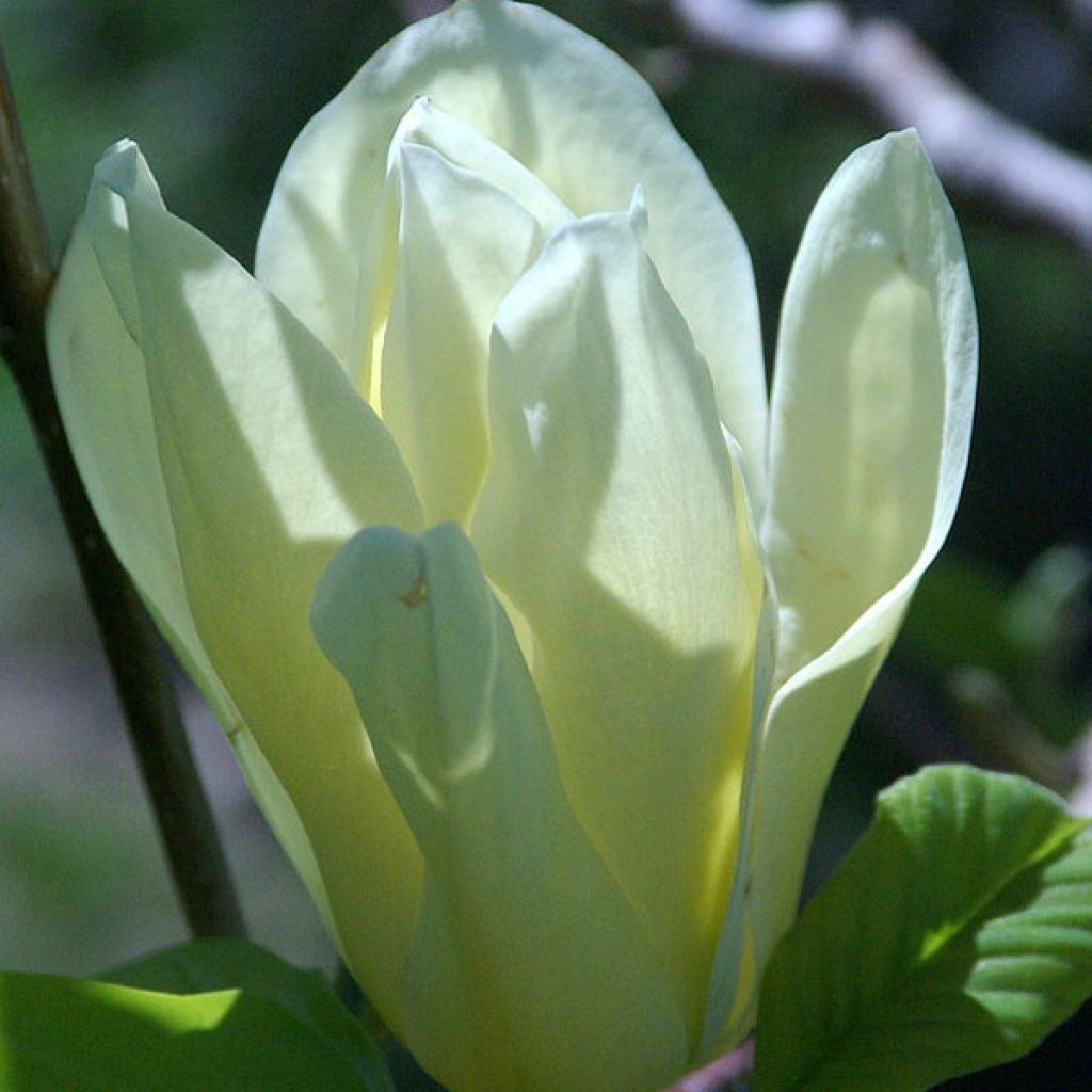 Magnolia Elisabeth - Magnolie