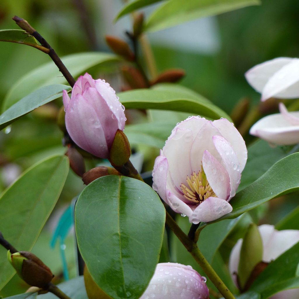 Magnolia 'Fairy Blush' - Magnolie