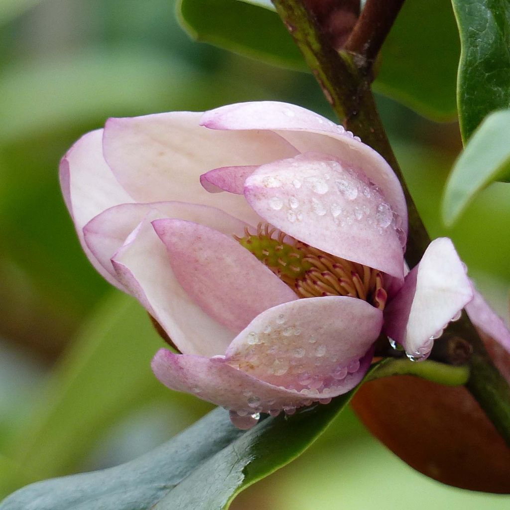 Magnolia 'Fairy Blush' - Magnolie