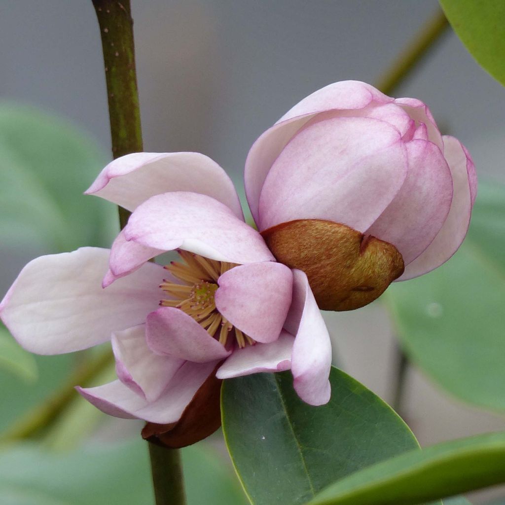 Magnolia 'Fairy Blush' - Magnolie