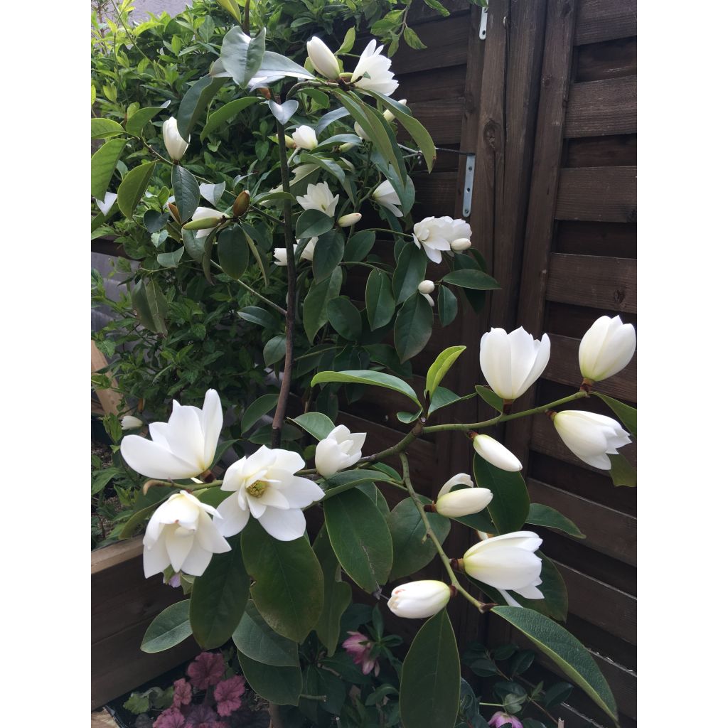 Magnolia doltsopa Fairy White - Magnolie