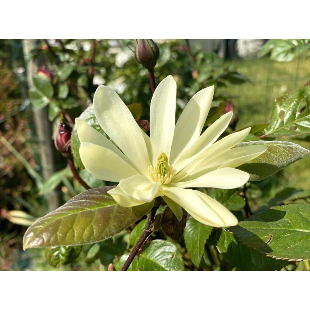 Magnolia Gold Star - Magnolie