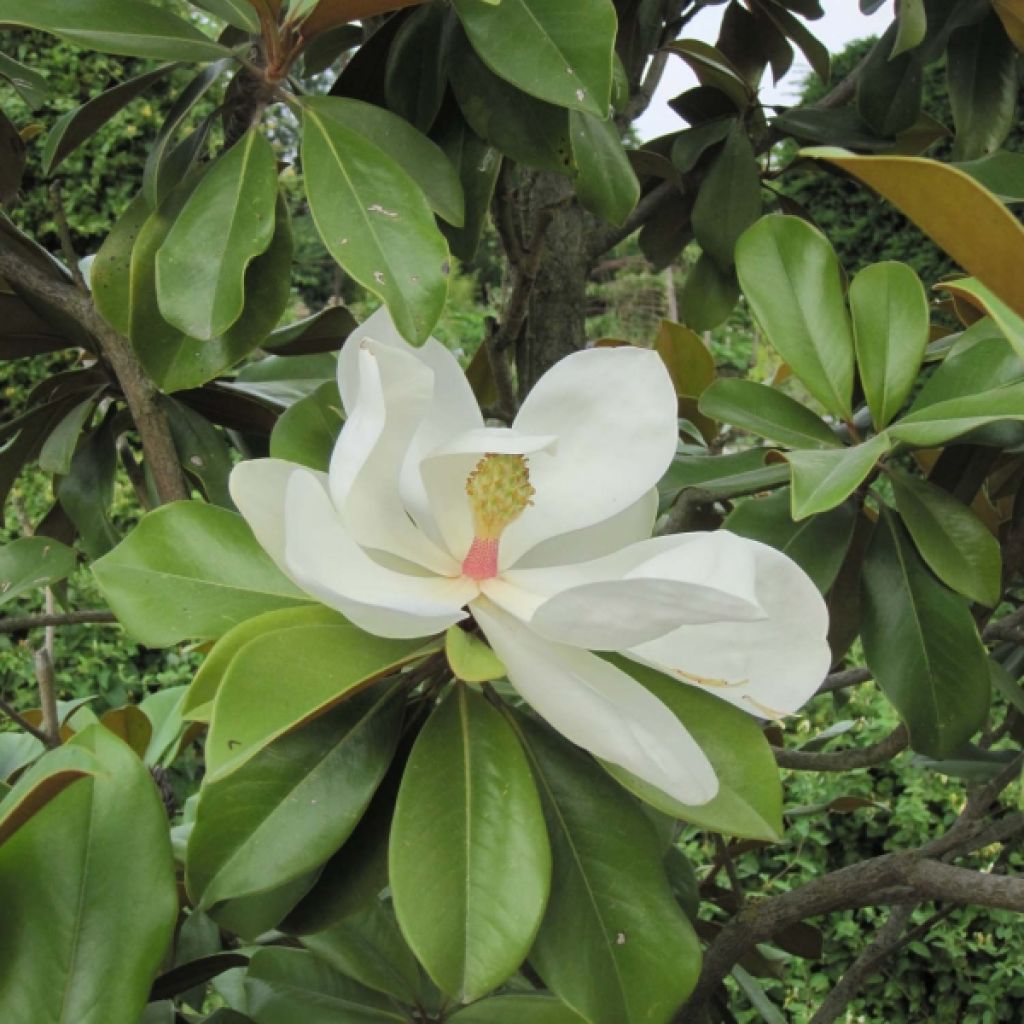 Magnolia grandiflora Galissonière - Immergrüne Magnolie