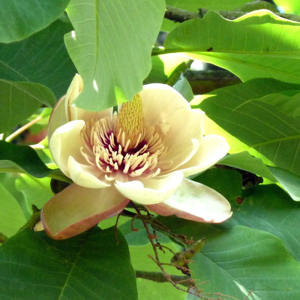 Magnolia hypoleuca - Japanische Großblatt-Magnolie