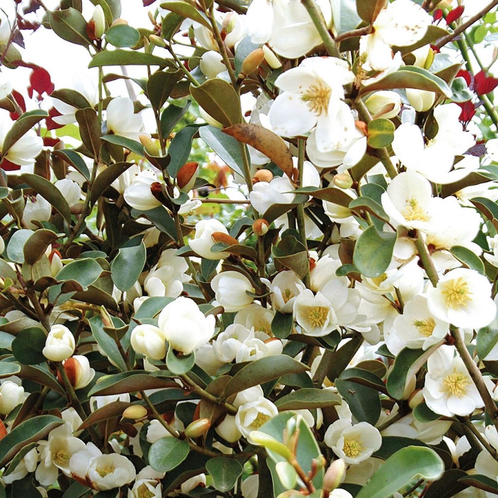 Magnolia laevifolia Achteraan - Michelia yunnanensis