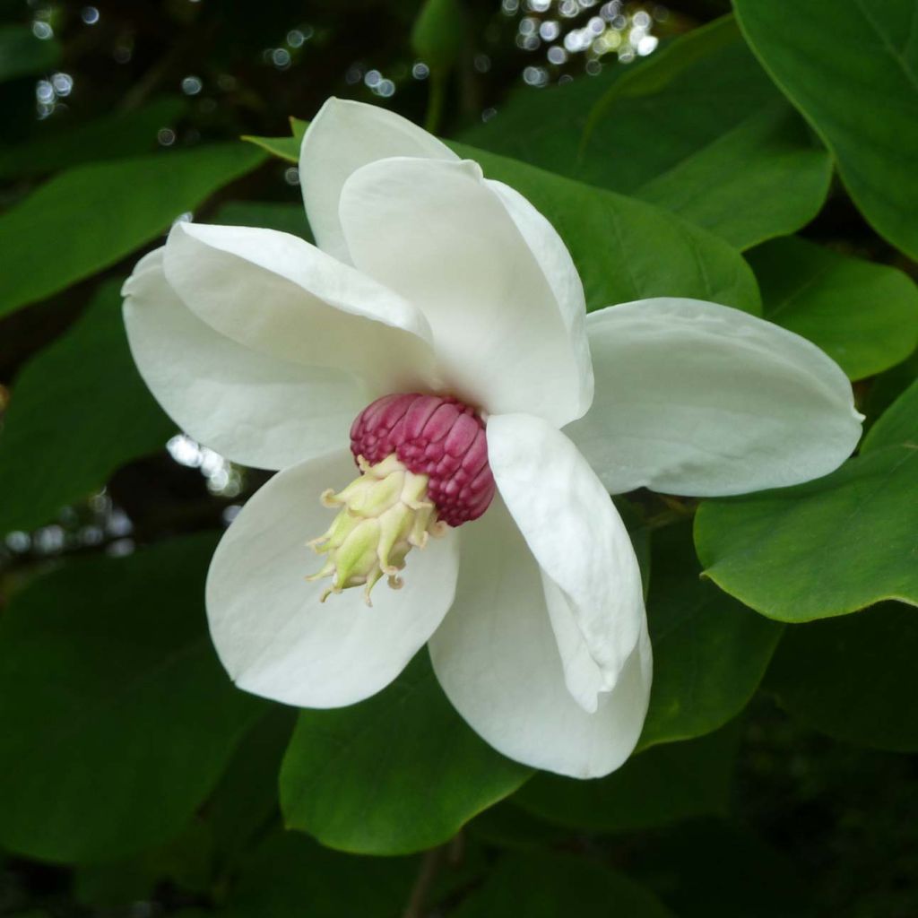 Magnolia sieboldii - Sommer-Magnolie