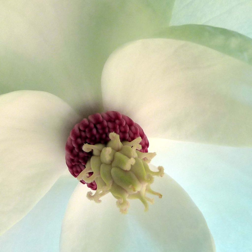 Magnolia sieboldii - Sommer-Magnolie