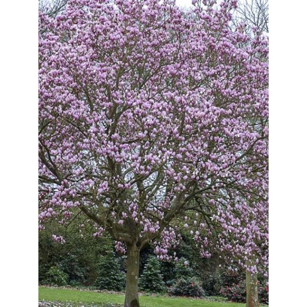 Magnolia soulangeana Andre Leroy - Tulpen-Magnolie