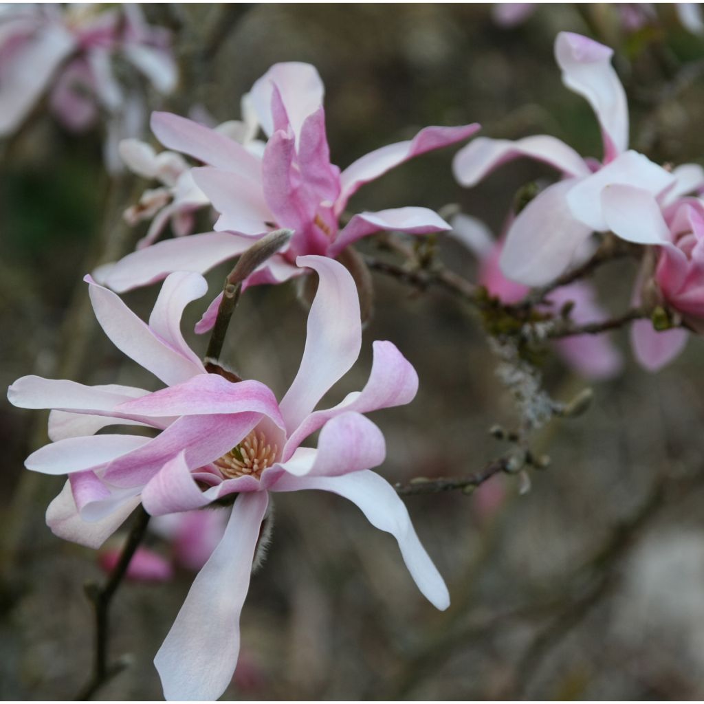 Magnolia loebneri Leonard Messel - Loebner-Magnolie