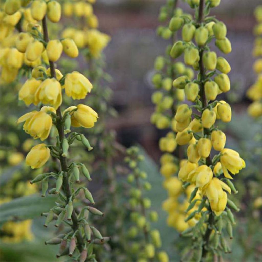 Mahonia media Winter Sun - Winterblühende Mahonie