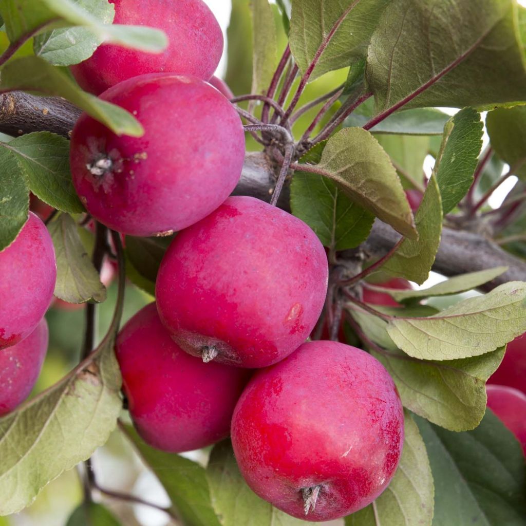 Weißdorn-Apfel Appletini Gulliver - Malus transitoria