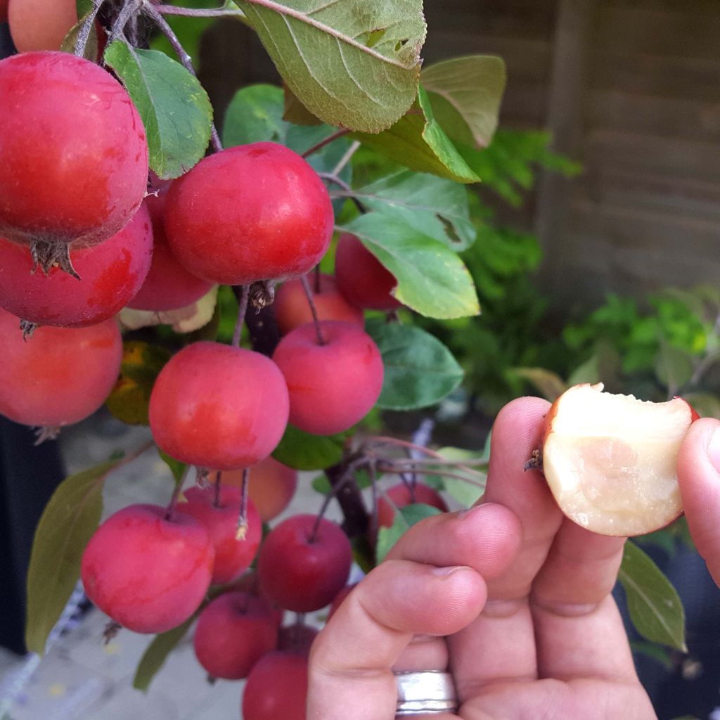 Weißdorn-Apfel Appletini Gulliver - Malus transitoria