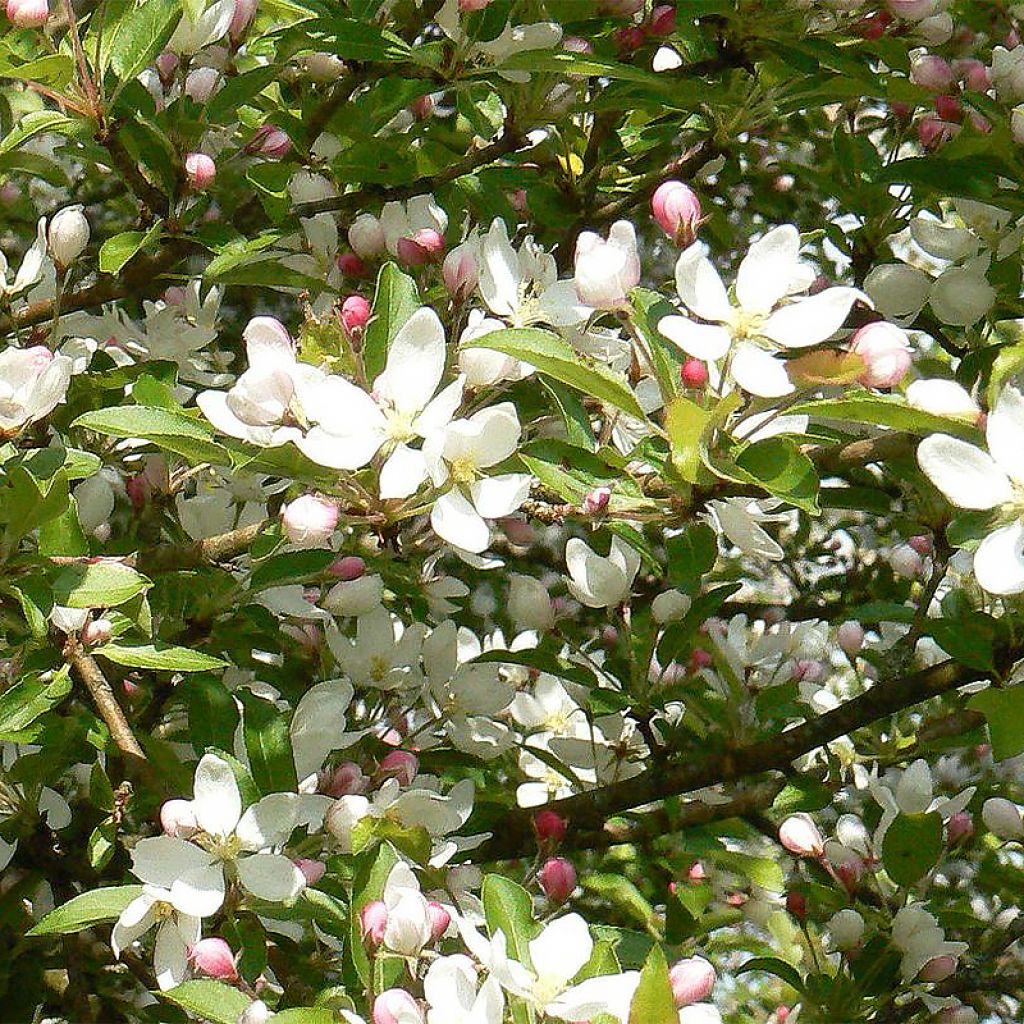 Zierapfel Comtesse De Paris - Malus