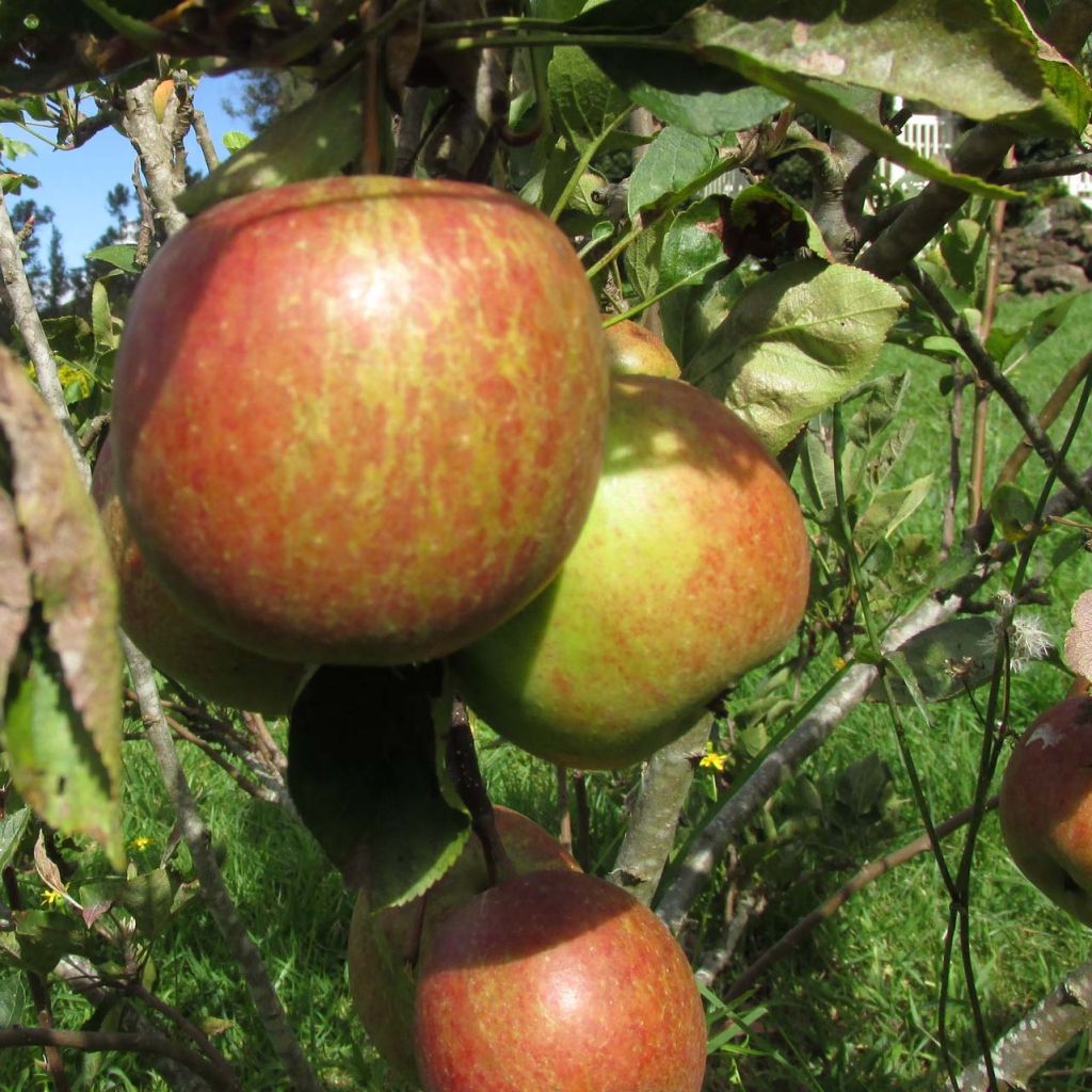 Apfelbaum Braeburn - Malus domestica