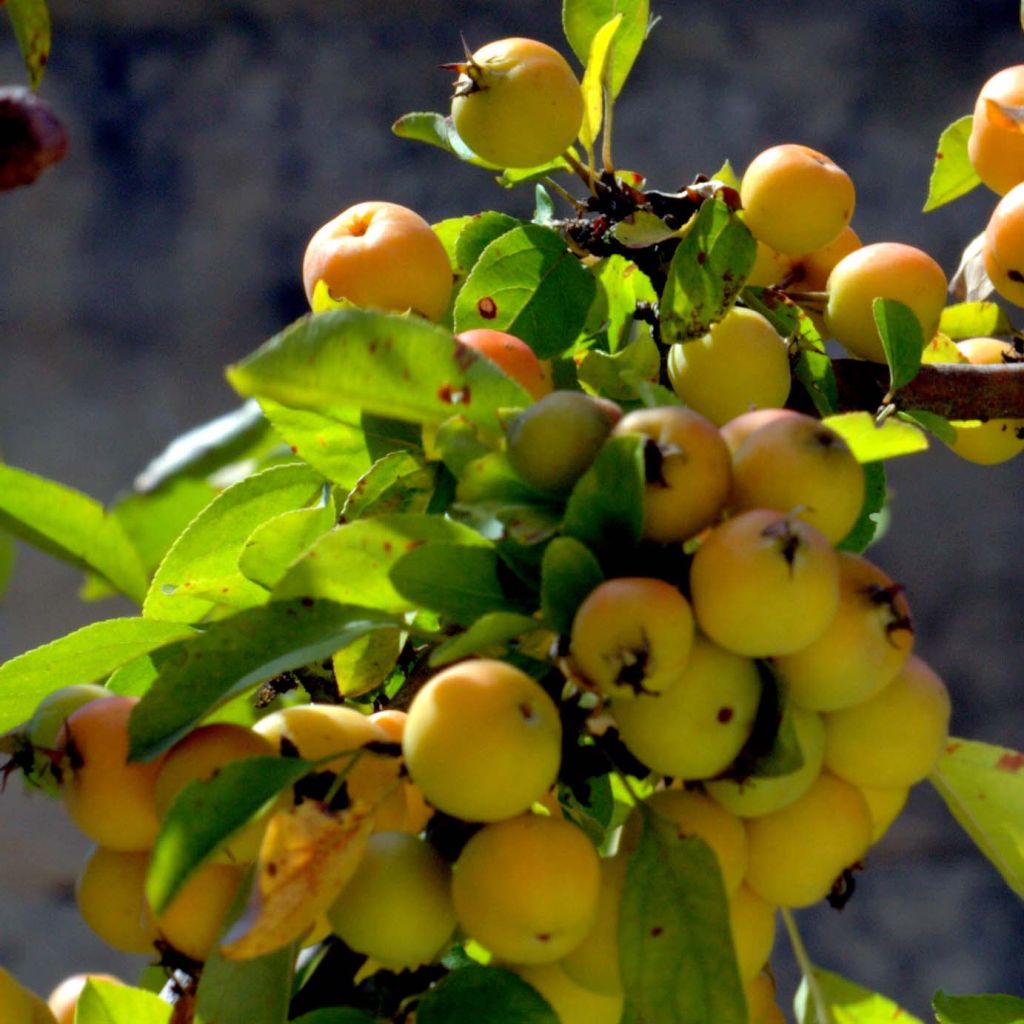 Zierapfel Golden Hornet - Malus