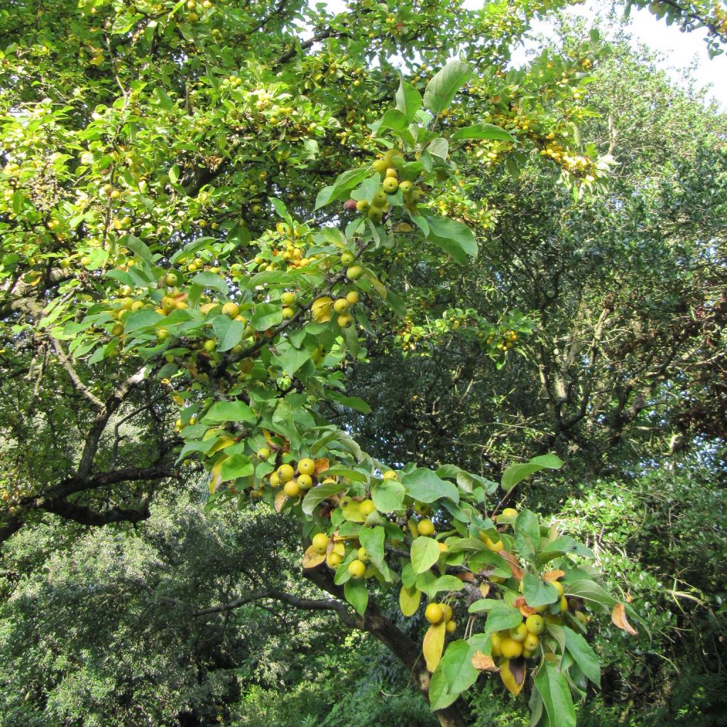 Zierapfel Golden Hornet - Malus