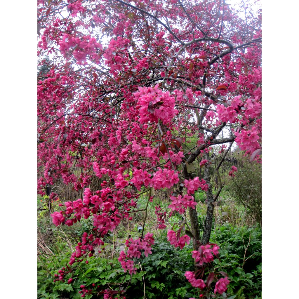 Zierapfel Coccinella Courtarou - Malus