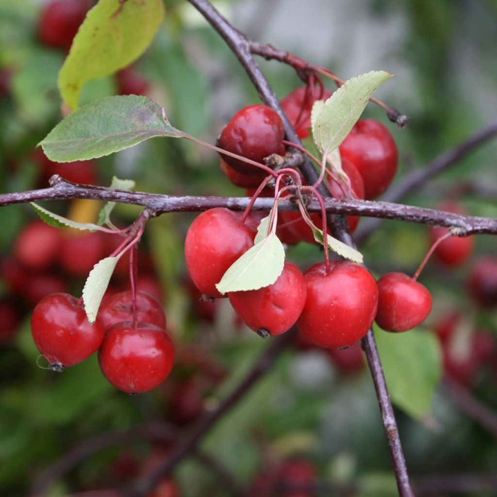 Zierapfel Red Sentinel - Malus