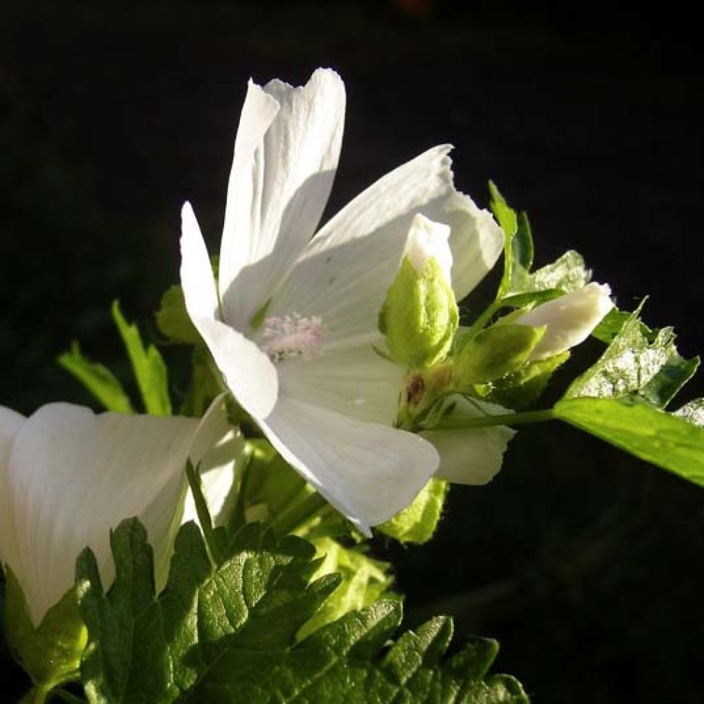 Moschus-Malve Alba - Malva moschata