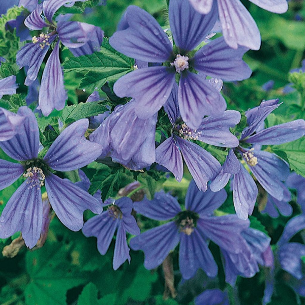 Wilde Malve Primley Blue - Malva sylvestris