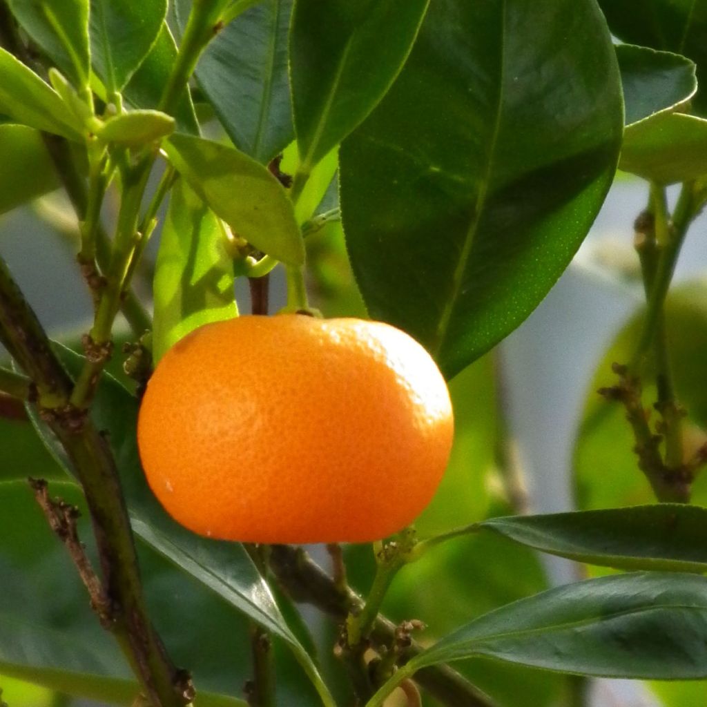 Mittelmeer-Mandarine - Citrus deliciosa