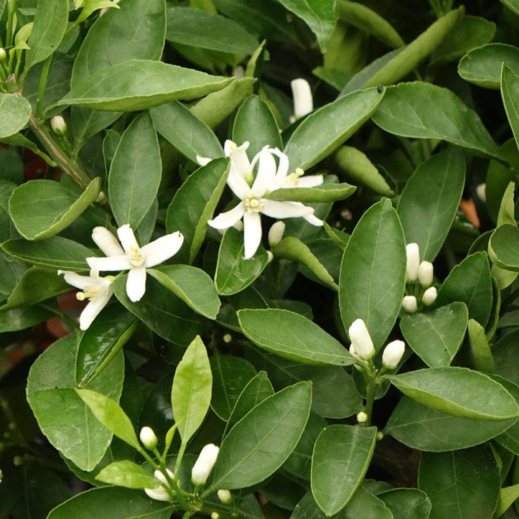 Mandarine - Citrus reticulata subsp. unshiu