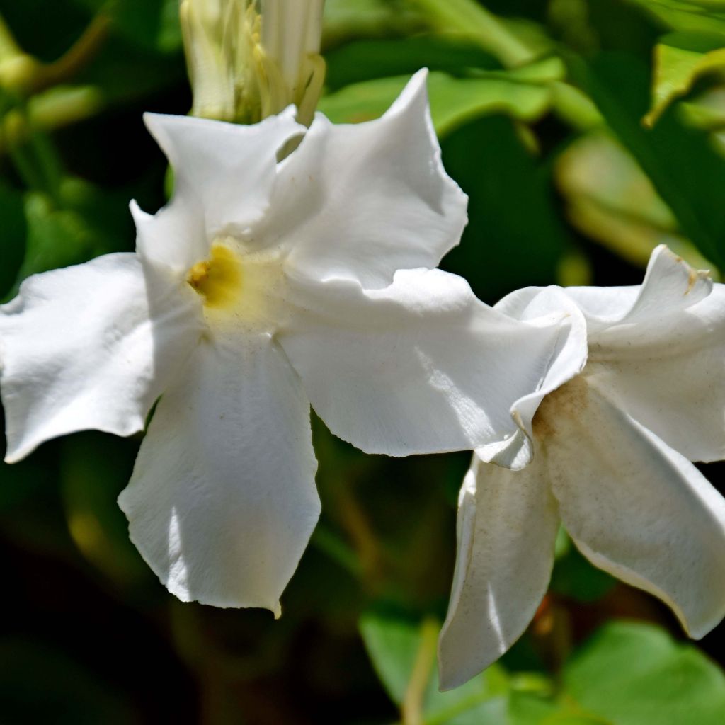 Mandevilla laxa - Chilenischer Jasmin