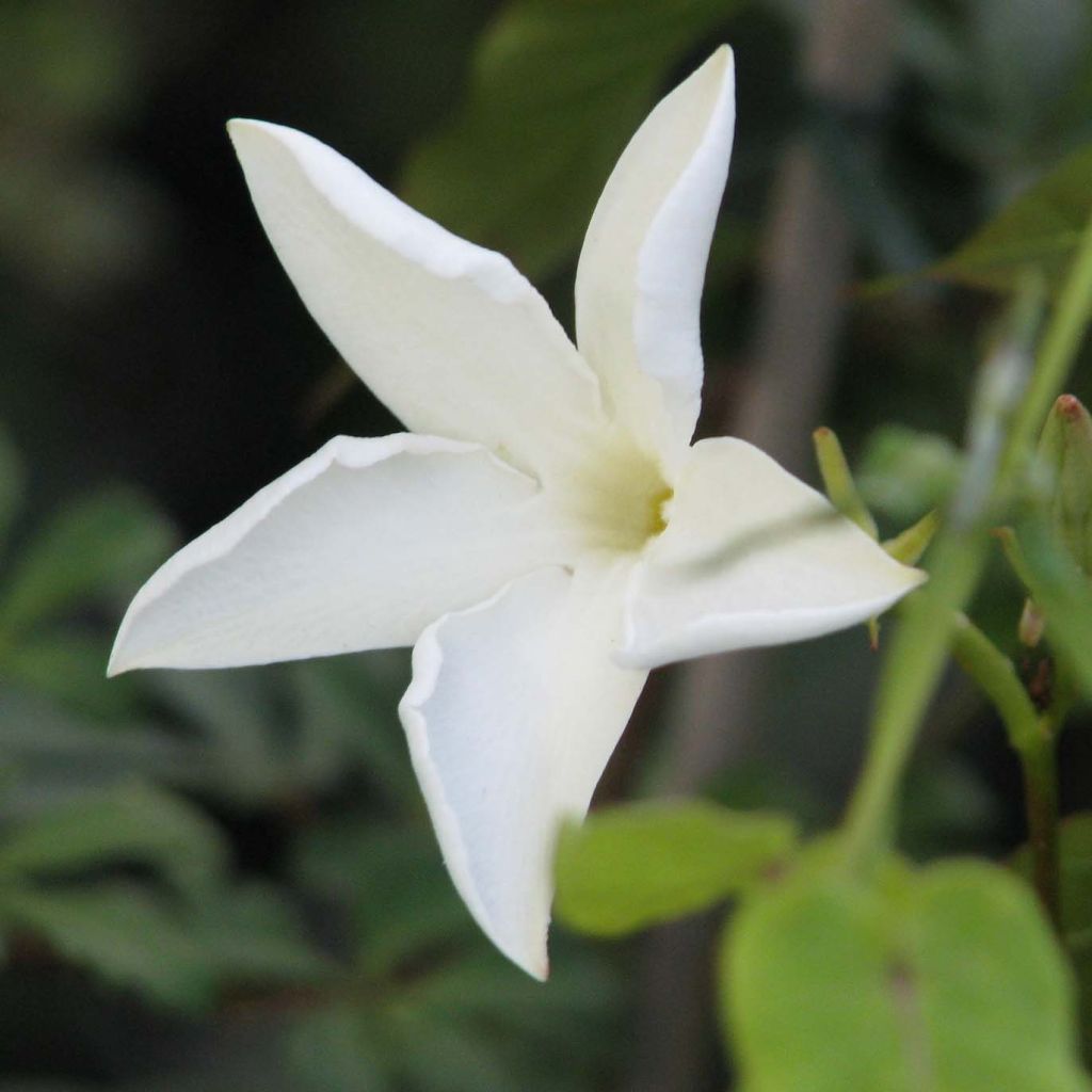 Mandevilla laxa - Chilenischer Jasmin