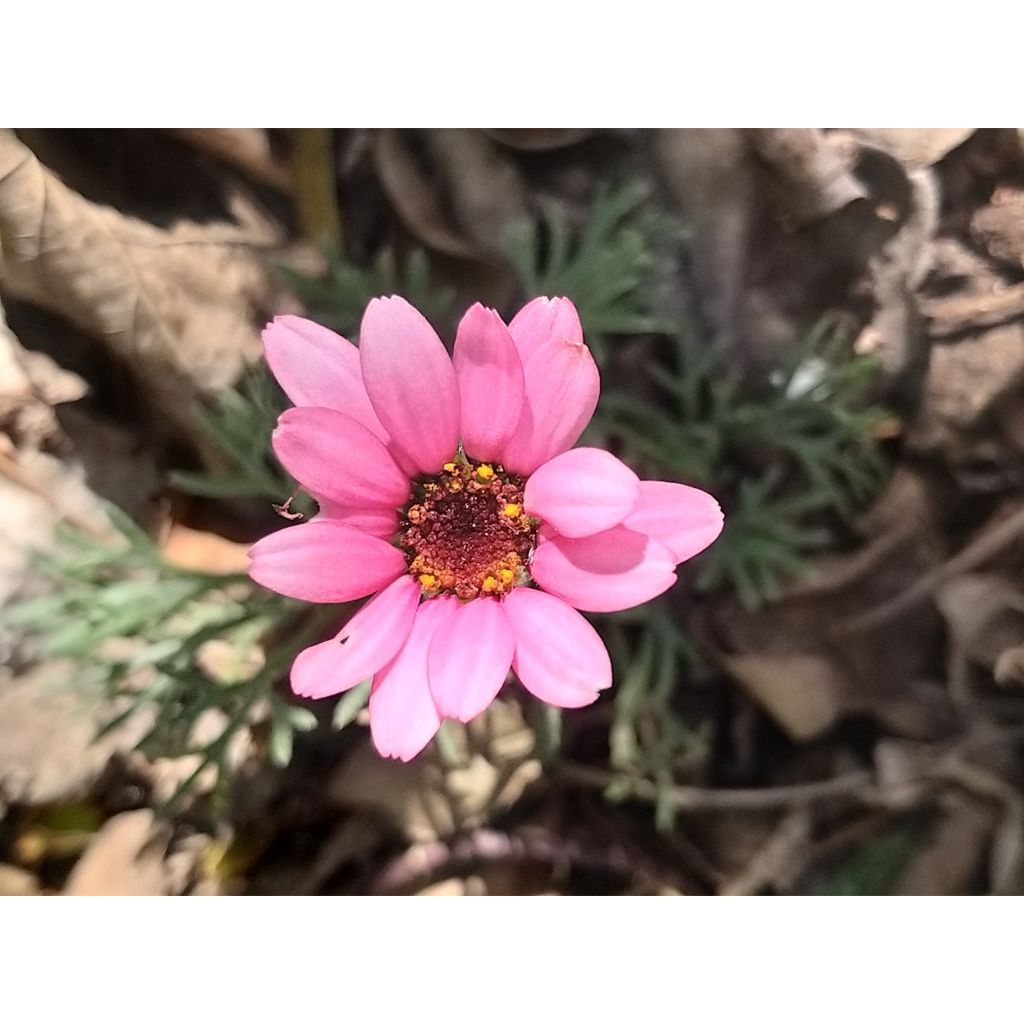 Rhodanthemum hosmariense African Rose - Marokkanische Margerite