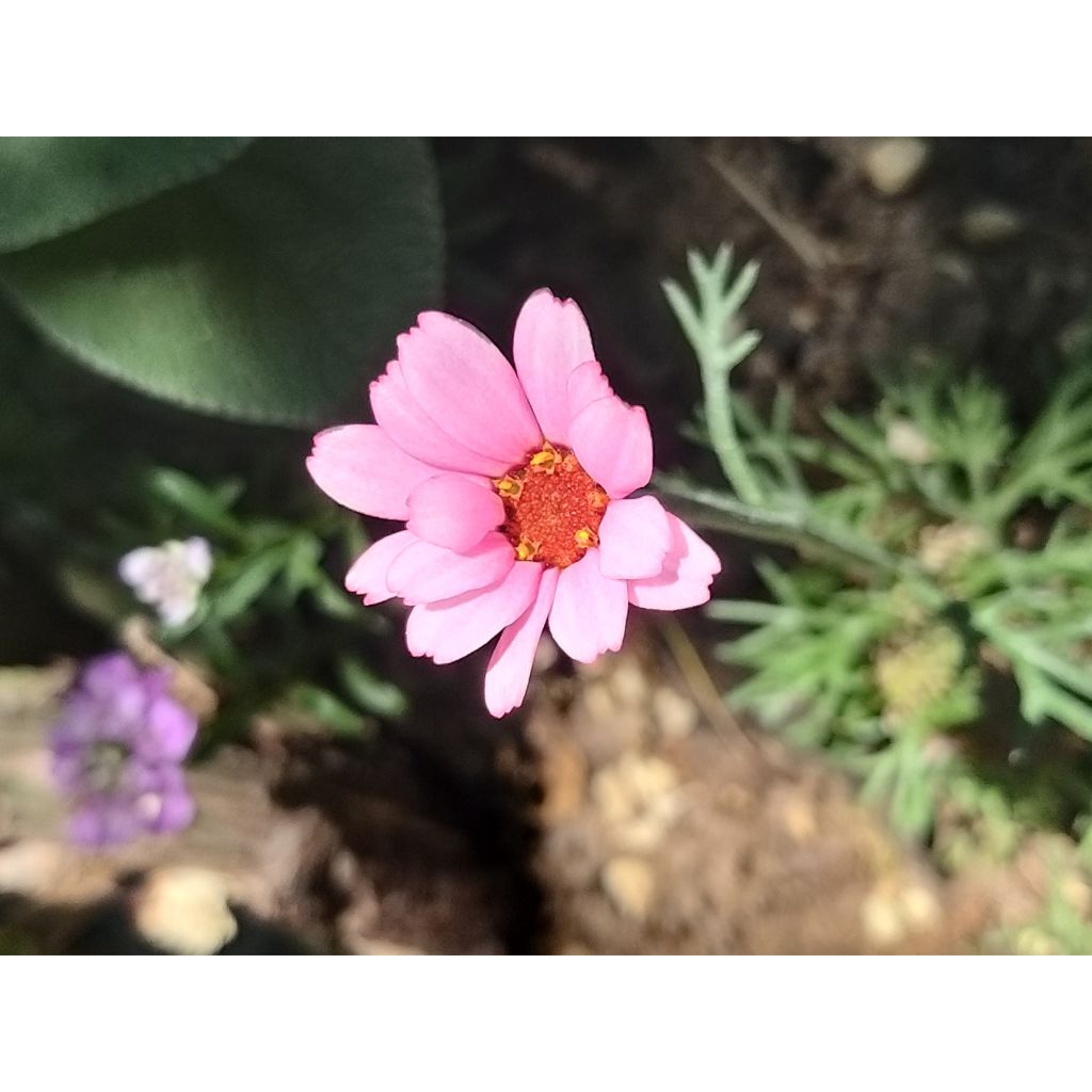 Rhodanthemum hosmariense African Rose - Marokkanische Margerite