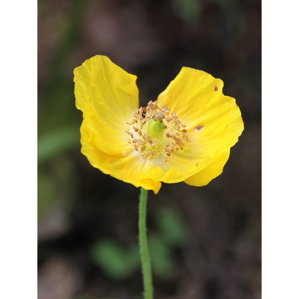 Meconopsis cambrica - Waliser Mohn