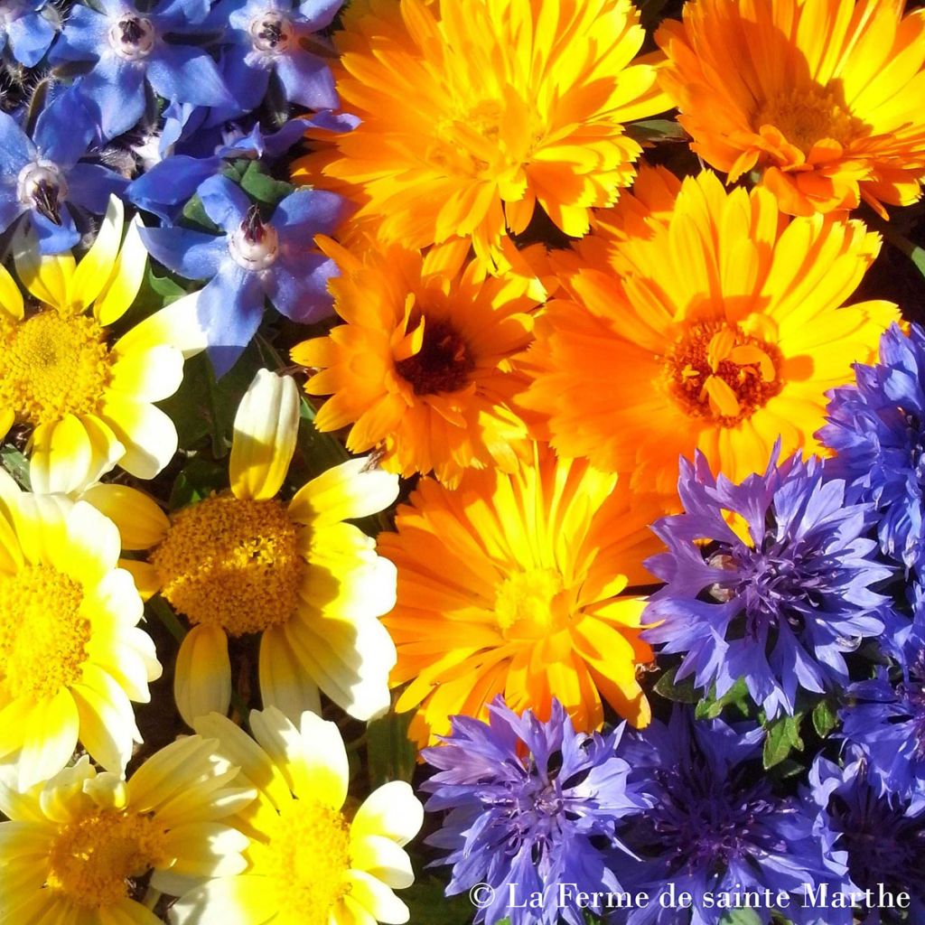 Bio-Mischung essbarer Blumen - Ferme de Sainte Marthe